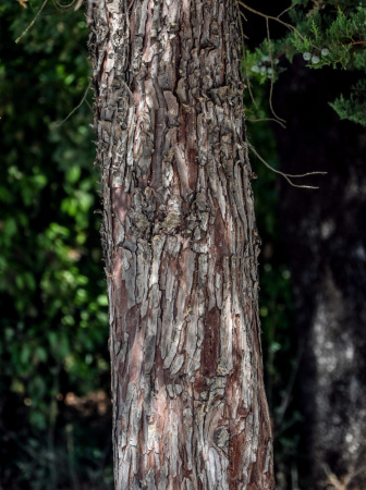 Можжевельник китайский (лат. Juniperus chinensis), семена