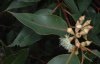 Эвкалипт Робуста, или Болотное красное дерево (лат. Eucalyptus robusta), семена