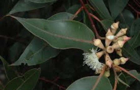Эвкалипт Робуста, или Болотное красное дерево (лат. Eucalyptus robusta), семена
