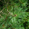 Сосна обыкновенная (лат. Pinus sylvestris), семена
