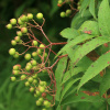 Рябина смешанная (лат. Sorbus commixta), семена
