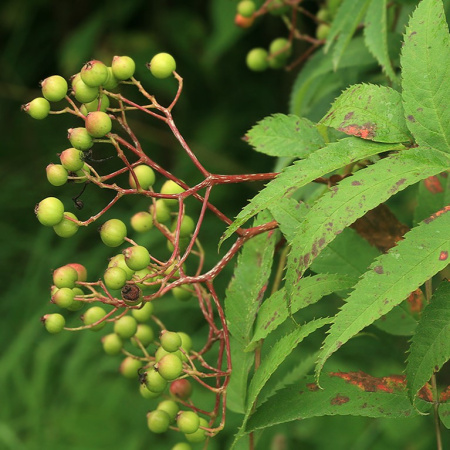 Рябина смешанная (лат. Sorbus commixta), семена