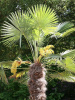 Пальма Трахикарпус Форчуна (лат. Trachycarpus fortunei), саженец, 1 шт