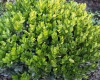 Самшит вечнозеленый (лат. Buxus sempervirens), семена 
