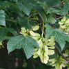 Клен ложноплатановый, или белый, или Явор (лат. Acer pseudoplatanus), семена