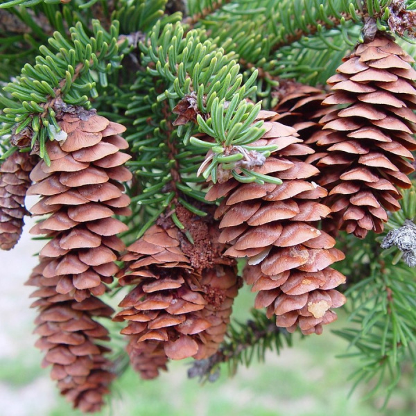 Ель канадская сизая (лат. Picea canadensis), семена 0,2 грамма