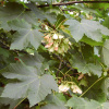 Клен величественный (лат. Acer velutinum), семена