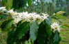 Кофе аравийский (лат. Coffea arabica), саженец, 1 шт