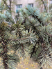 Ель Мейера (лат. Picea meyeri), семена