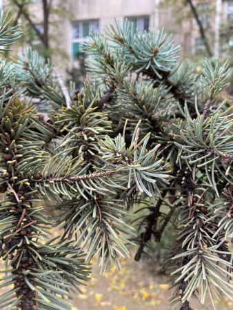 Ель Мейера (лат. Picea meyeri), семена