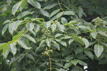 Бархат китайский (лат. Phellodendron chinense), семена