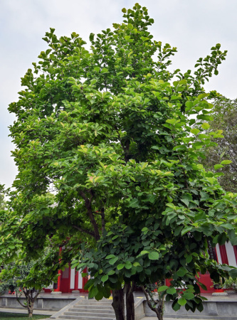 Магнолия кобус (лат. Magnolia kobus), семена