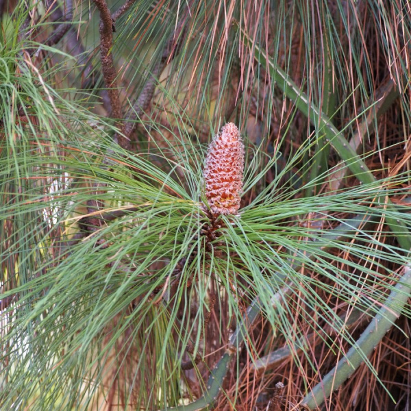 Сосна юннаньская (лат. Pinus yunnanensis), семена