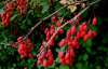 Барбарис обыкновенный (лат. Berberis vulgaris), семена
