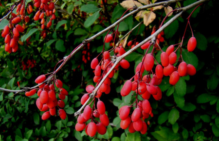 Барбарис обыкновенный (лат. Berberis vulgaris), семена