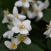 Чубушник венечный, или Жасмин садовый (лат. Philadelphus coronarius), семена