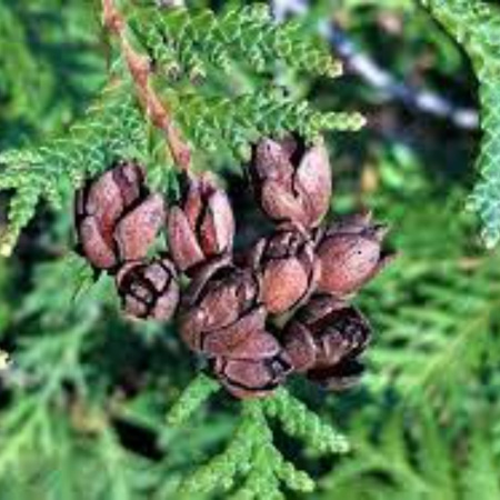 Туя западная (лат. Thuja occidentalis), семена