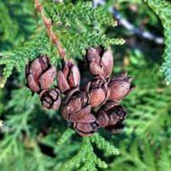Туя западная (лат. Thuja occidentalis), семена