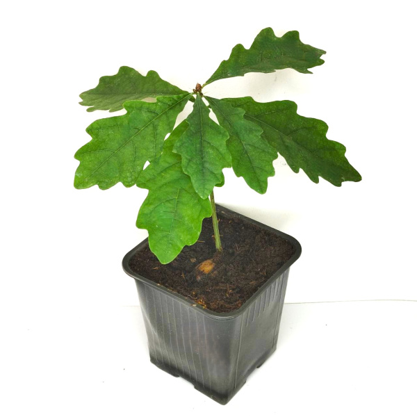 Дуб черешчатый (лат. Quercus robur), сеянец, 1 шт