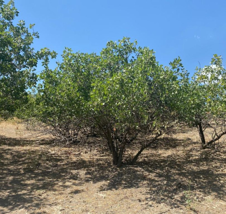Фисташка настоящая иранская Фандоги (лат. Pistacia vera)