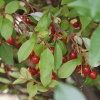 Лох многоцветковый, или Шефердия серебристая, или Гуми (лат. Elaeagnus multiflora), семена