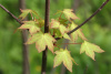 Клен мелколистный, или Клен моно (лат. Acer mono), семена