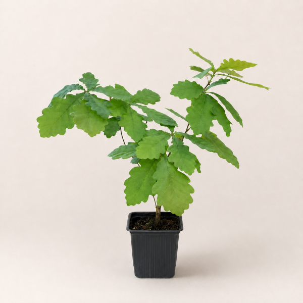 Дуб черешчатый (лат. Quercus robur), саженец, 1 шт