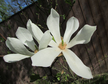 Мирт обыкновенный Белоплодный (Myrtus communis var. leucocarpa), сеянец, 1 шт
