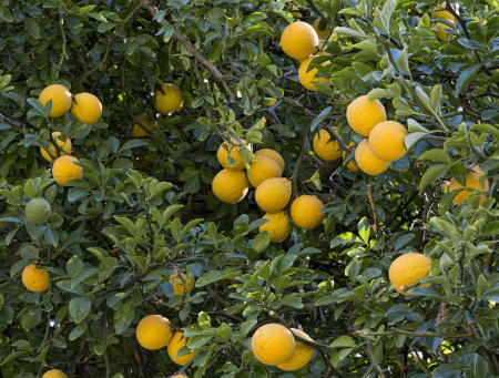 Понцирус Трифолиата, или Колючий лимон (лат. Poncirus trifoliata), семена