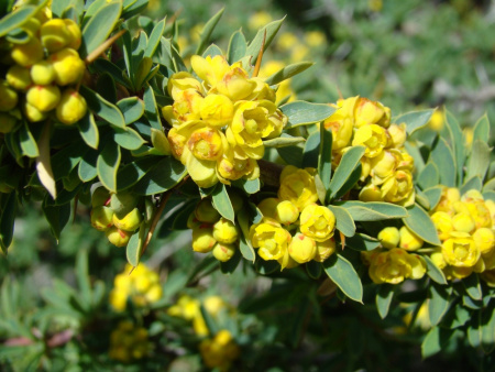 Барбарис Кашгарский (лат. Berberis kaschgarica), семена