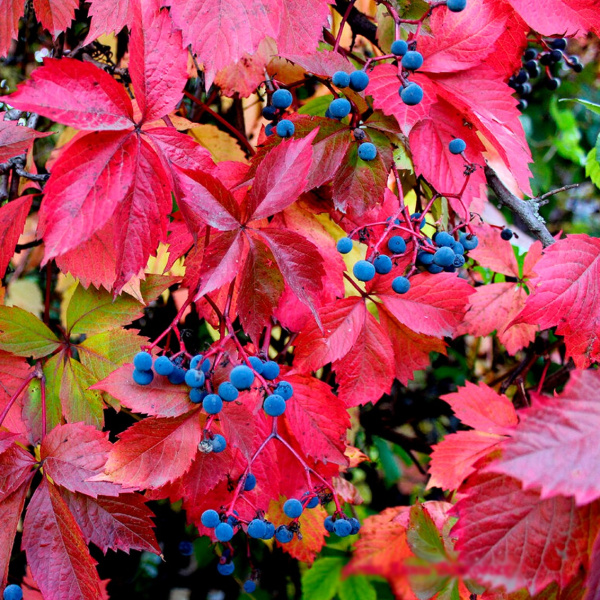 Виноград девичий пятилисточковый (лат. Parthenocissus quinquefolia), семена