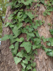 Плющ обыкновенный (лат. Hedera helix), семена