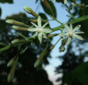 Бундук канадский (лат. Gymnocladus dioicus), семена