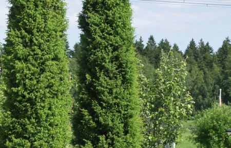 Можжевельник обыкновенный (лат. Juniperus communis), сеянцы, 6 шт
