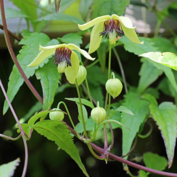 Клематис пильчатолистный (лат. Clematis serratifolia), семена