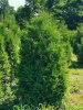 Туя западная Брабант (лат. Thuja occidentalis 'Brabant'), семена