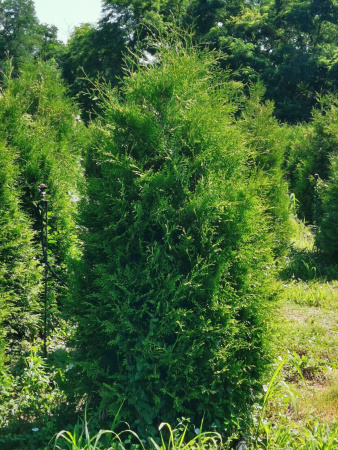 Туя западная Брабант (лат. Thuja occidentalis 'Brabant'), семена