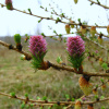 Лиственница европейская (лат. Larix decidua), семена 0,2 грамма