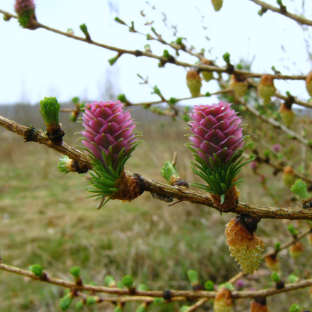Лиственница европейская (лат. Larix decidua), семена 0,2 грамма