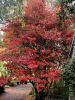 Ирга канадская (лат. Amelanchier canadensis), семена
