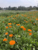 Календула лекарственная многолетняя (лат. Calendula officinalis), семена 50 шт