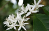 Кофе аравийский (лат. Coffea arabica), саженец, 1 шт