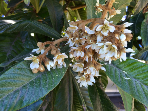 Мушмула японская (лат. Eriobotrya japonica), семена