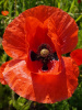 Мак самосейка (лат. Papaver rhoeas), 1000 шт