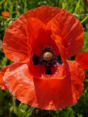 Мак самосейка (лат. Papaver rhoeas), 1000 шт