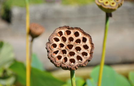 Лотос орехоносный Лили Понс (лат. Nelumbo SP. 'Lily Pons' ), семена