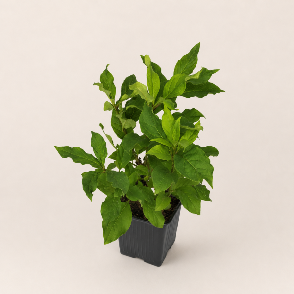 Сирень венгерская (лат. Syringa josikaea), саженец, 1 шт