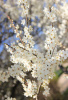 Алыча, или слива растопыренная желтые плоды (лат. Prunus cerasifera), семена