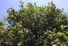 Камелия японская (лат. Camellia japonica), семена