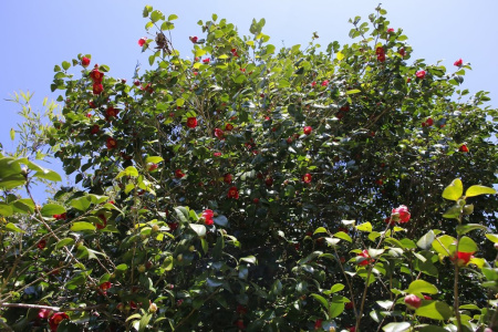 Камелия японская (лат. Camellia japonica), семена